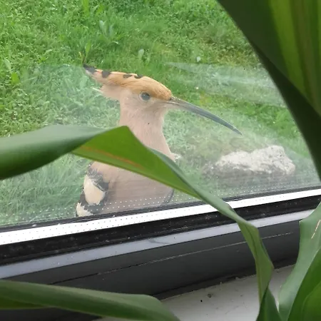 Hostel Hi - De Juventude Alvados