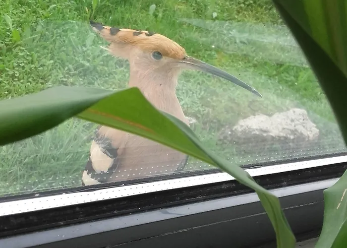 Albergue Hi - De Juventude Alvados